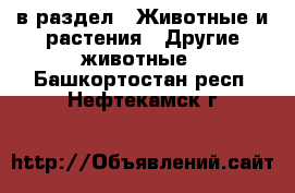  в раздел : Животные и растения » Другие животные . Башкортостан респ.,Нефтекамск г.